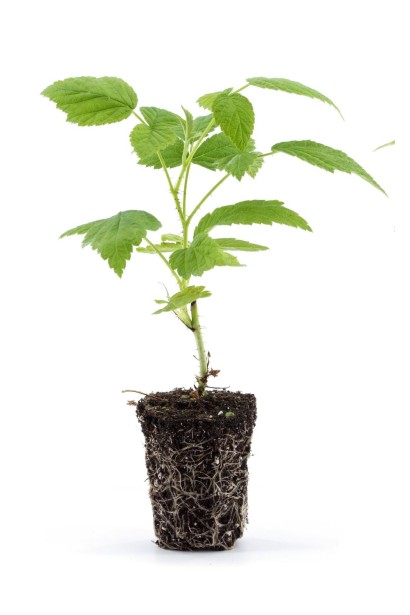 Малина Брусвяна жовта - саджанець Р9